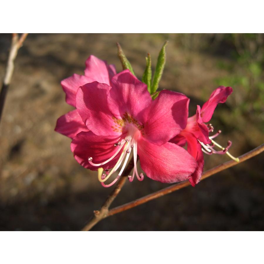 岩ツツジ イワツツジ（岩躑躅）