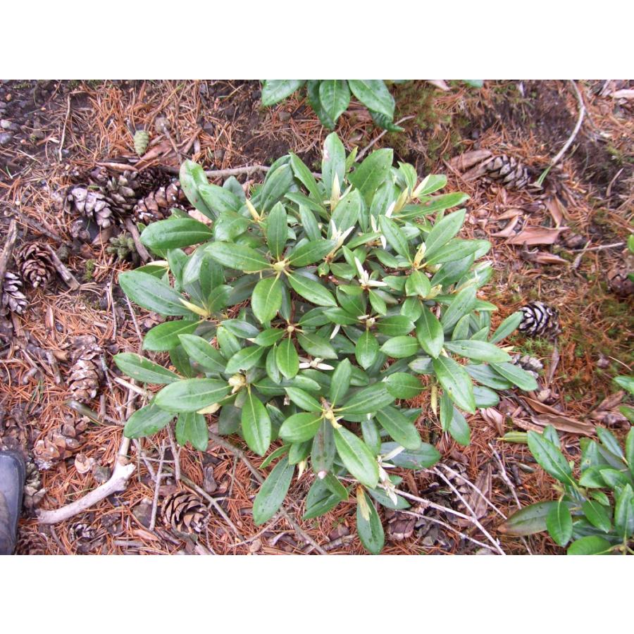 オキシャクナゲ/濃色【現品発送】管理70621 オキシャクナゲ/濃色【現品発送】管理70621 - メルカリ