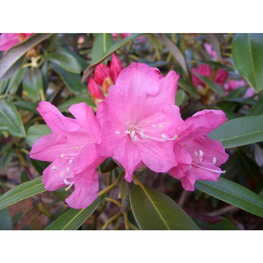 オキシャクナゲ/濃色【現品発送】管理70621 オキシャクナゲ/濃色【現品発送】管理70621