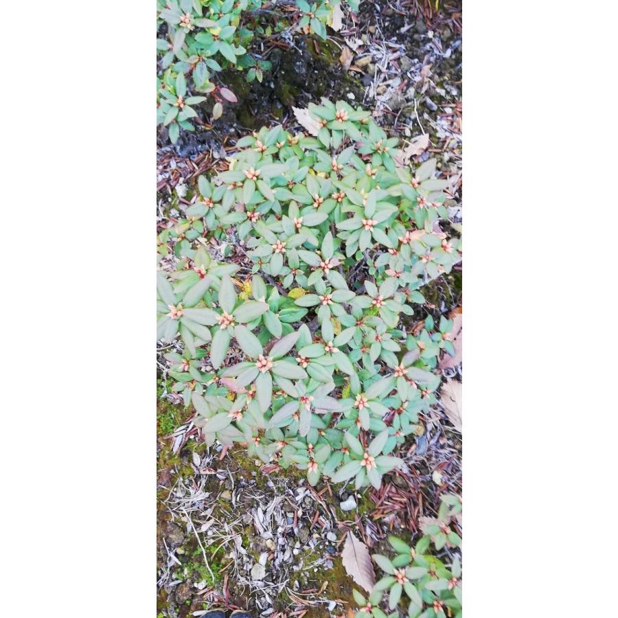 桃花日陰つつじ ピンクヒカゲツツジ 約W40cm : アララギ園有限会社