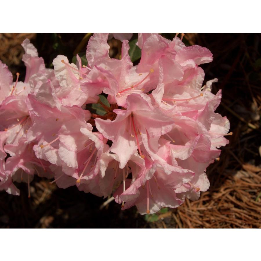 桃花日陰つつじ ピンクヒカゲツツジ 約W40cm : アララギ園有限会社