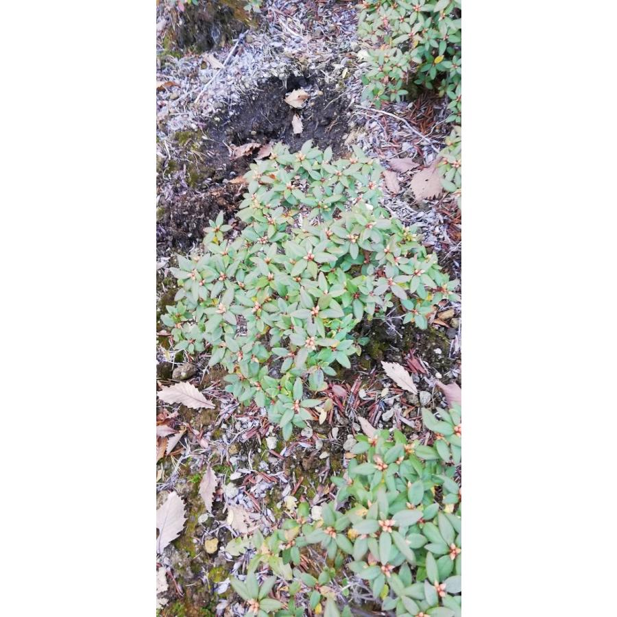 桃花日陰つつじ ピンクヒカゲツツジ 約W40cm : アララギ園有限会社