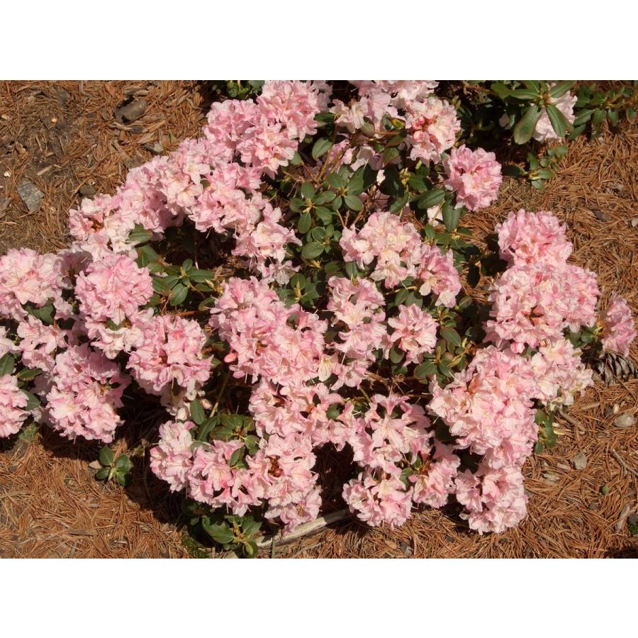 桃花日陰つつじ ピンクヒカゲツツジ 約W40cm : アララギ園有限会社