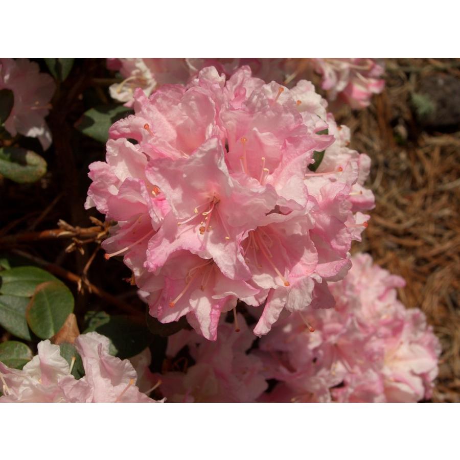 桃花日陰つつじ ピンクヒカゲツツジ 約W40cm : アララギ園有限会社