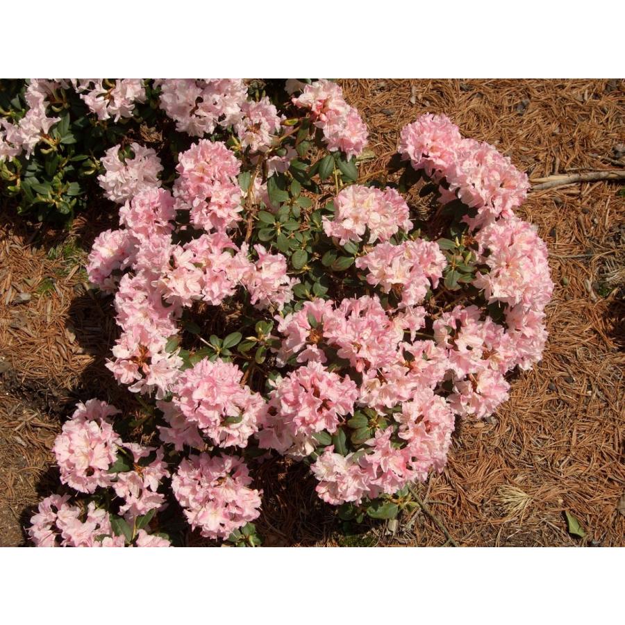 桃花日陰つつじ ピンクヒカゲツツジ 約W40cm : アララギ園有限会社