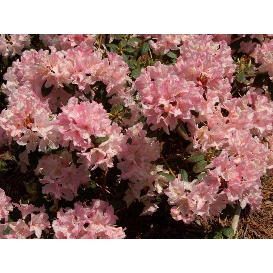 桃花日陰つつじ ピンクヒカゲツツジ 約W40cm : アララギ園有限会社