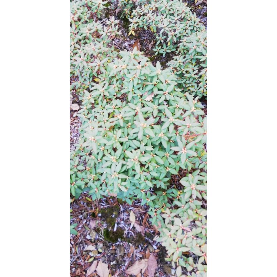 桃花日陰つつじ ピンクヒカゲツツジ 約W50cm : アララギ園有限会社