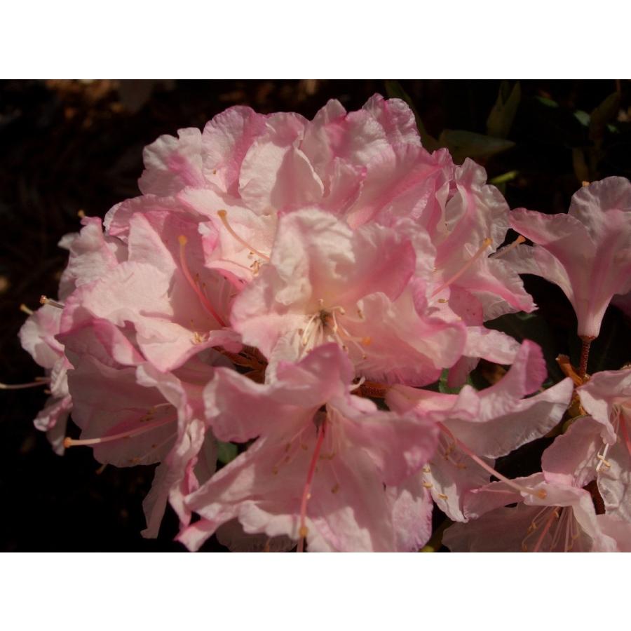 桃花日陰つつじ ピンクヒカゲツツジ 約W50cm : アララギ園有限会社