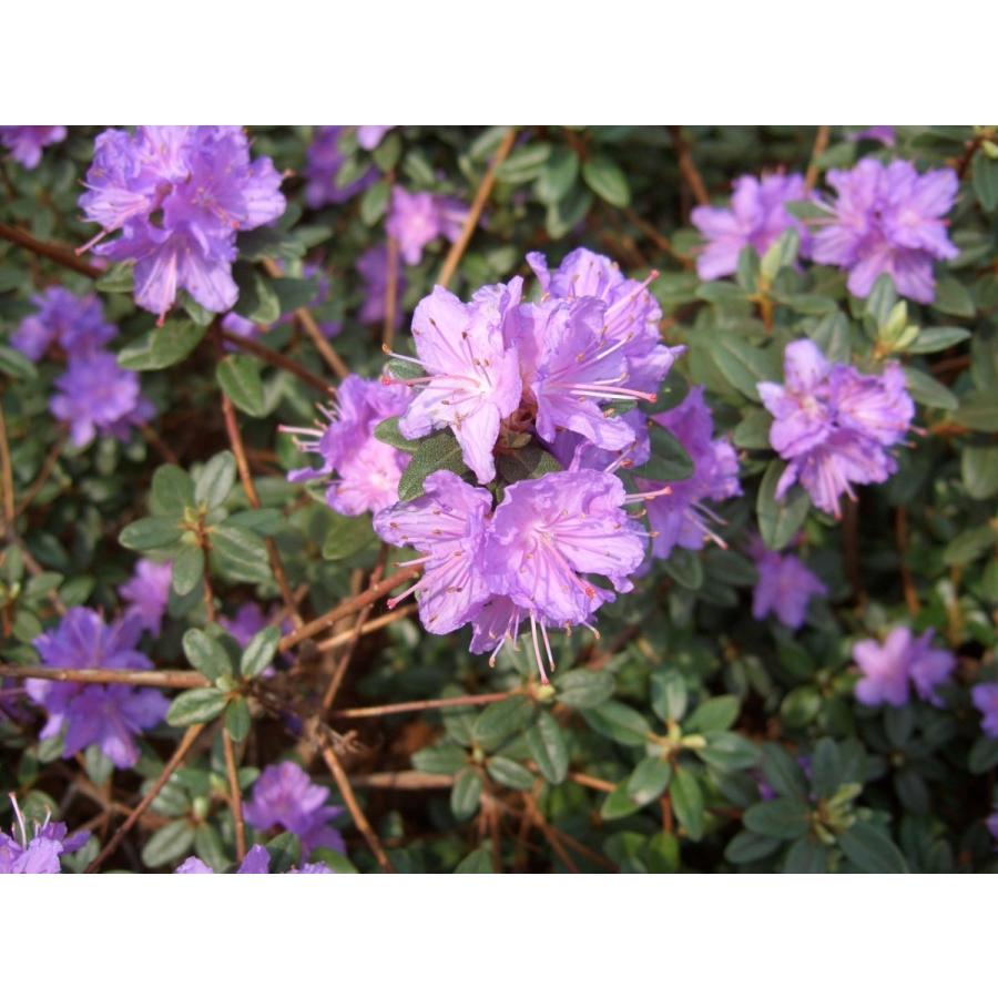 ラマポー R.ramapo 交配ツツジ 約W80cm : アララギ園有限会社