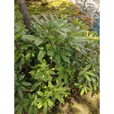 シナノツツジ/信濃ツツジ/銀河【現品発送】管理70862 信濃つつじ シナノツツジ 八重咲き 銀河 高さ約80cm : アララギ園