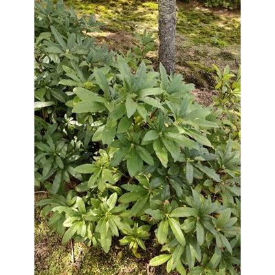 シナノツツジ/信濃ツツジ/銀河【現品発送】管理70851 シナノツツジ/信濃ツツジ/銀河【現品発送】管理70851 園芸ネット本店