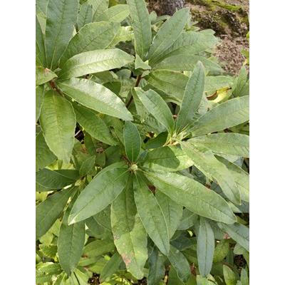 シナノツツジ/信濃ツツジ/銀河【現品発送】管理70862 シナノツツジ/信濃ツツジ/銀河【現品発送】管理70862 - メルカリ