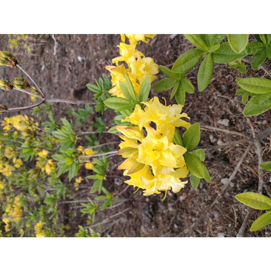 シナノツツジ/信濃ツツジ/銀河【現品発送】管理70861 150921409.jpg?cmsp_timestamp=