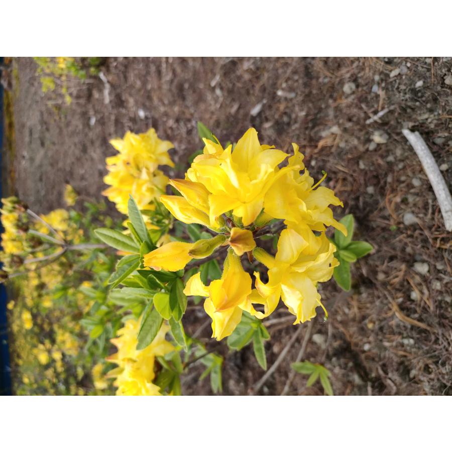 シナノツツジ/信濃ツツジ/銀河【現品発送】管理70851 信濃つつじ