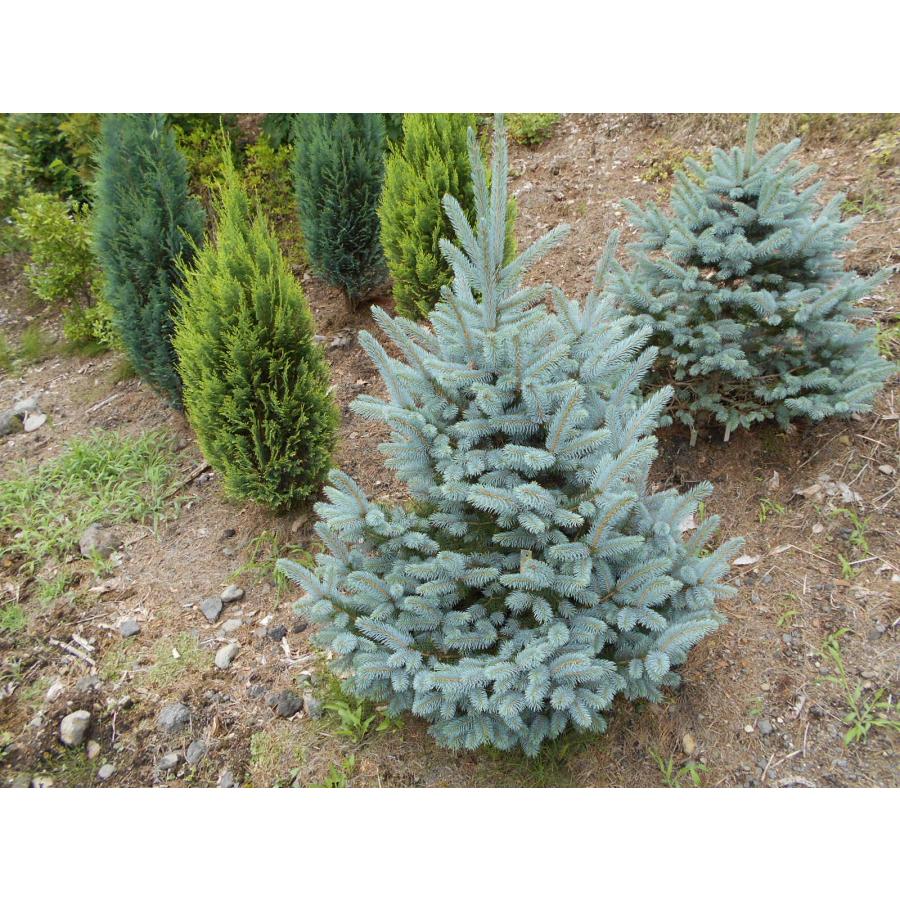 発送不可 プンゲンストウヒ スーパーブルー 高さ約1.5m : アララギ園