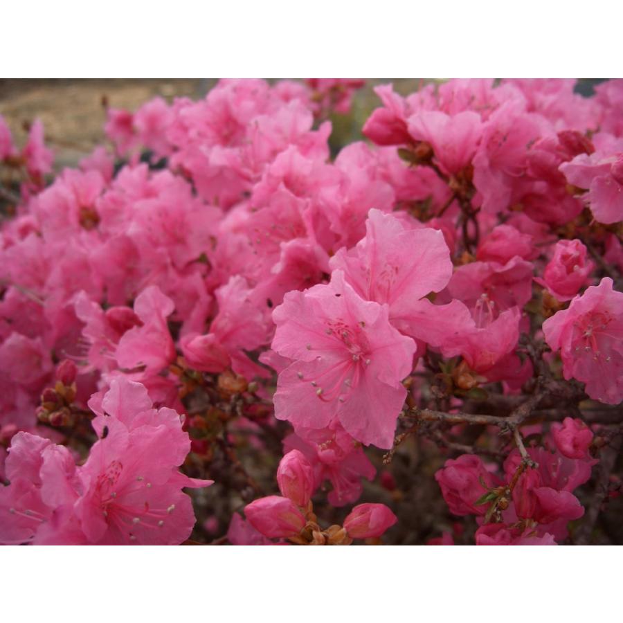 松葉菊桃色ピンク　８０ サイズのお箱いっぱい♪ 松葉菊桃色ピンク 80 サイズのお箱いっぱい♪ 松葉菊桃色ピンク 80