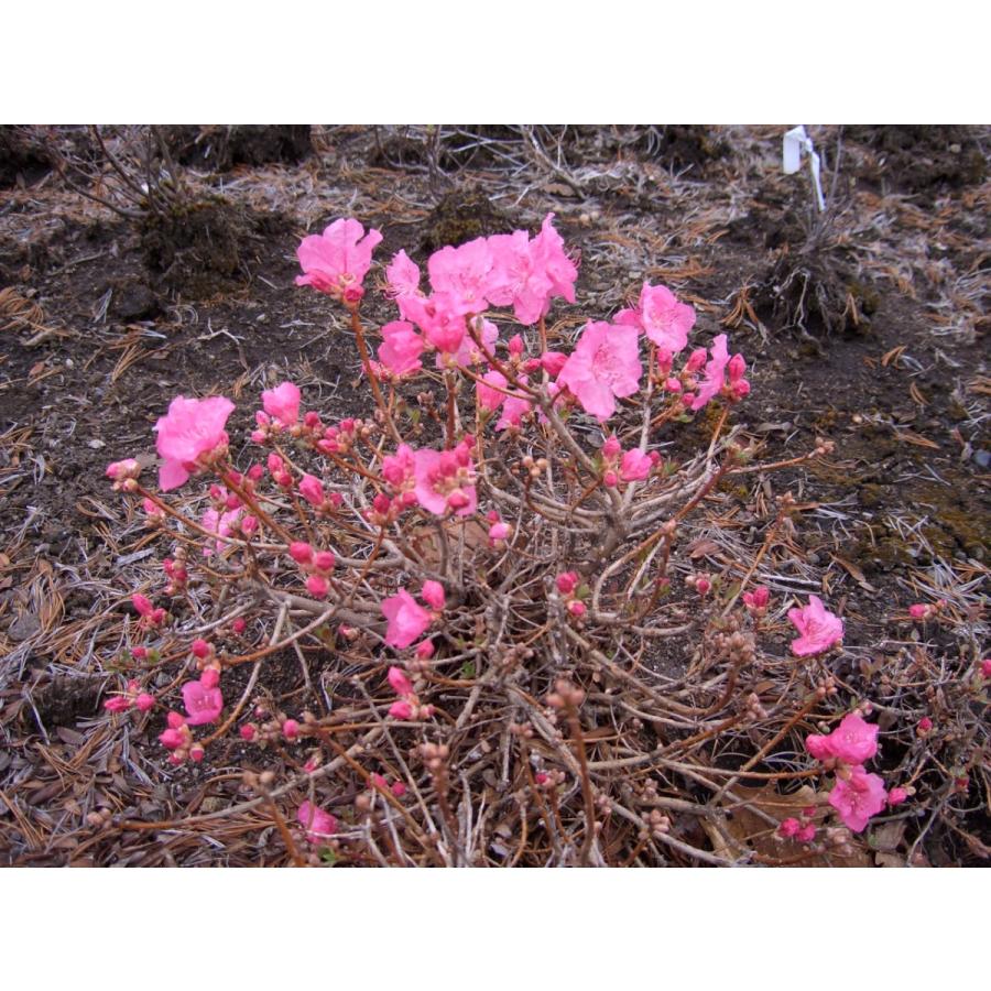 ピンクタンナゲンカイツツジ 盆栽 タンナゲンカイツツジ-山野草・宿根草・高山植物販売専門店岩崎園芸