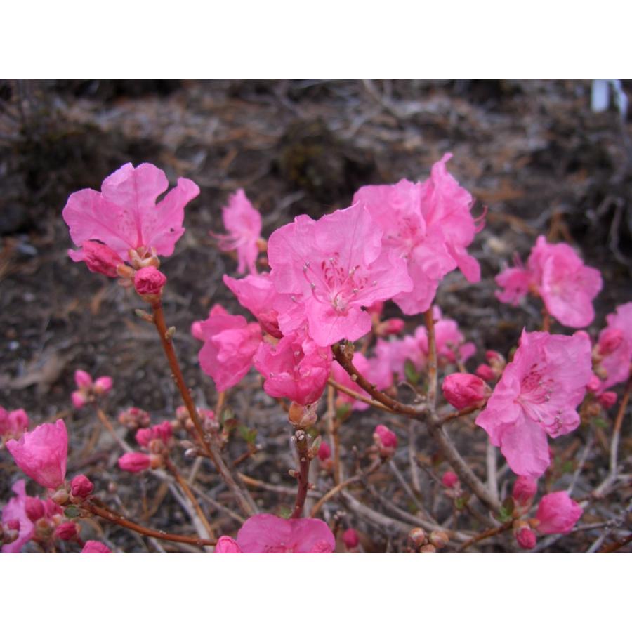 桃花ピンクタンナゲンカイツツジ 約W30cm : アララギ園有限会社 - 通販