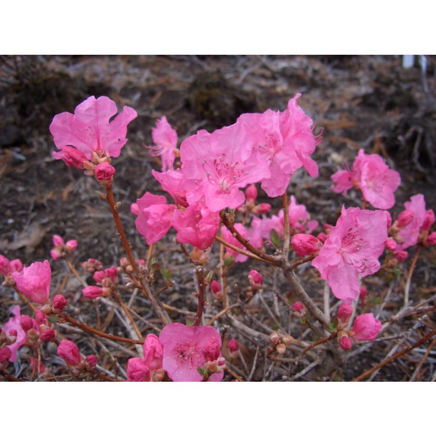 桃花ピンクタンナゲンカイツツジ 約W30cm : アララギ園有限会社 - 通販