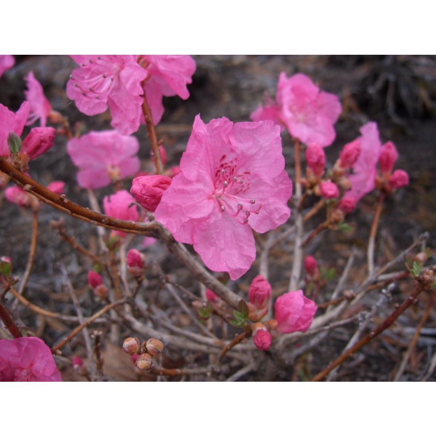 ピンクタンナゲンカイツツジ 盆栽 タンナゲンカイツツジ-山野草・宿根草・高山植物販売専門店岩崎園芸