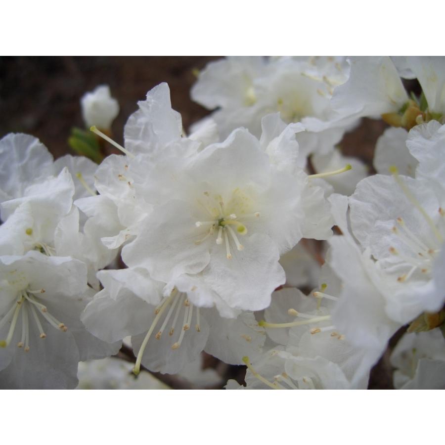 タンナゲンカイツツジ/白花/希少種【現品発送】管理80218 白花タンナゲンカイツツジ 約W40cm : アララギ園有限会社 - 通販
