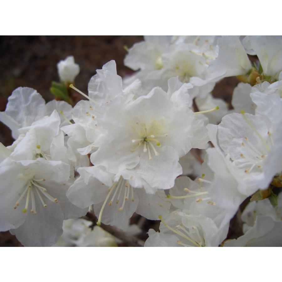 白花タンナゲンカイツツジ 約W40cm : アララギ園有限会社 - 通販