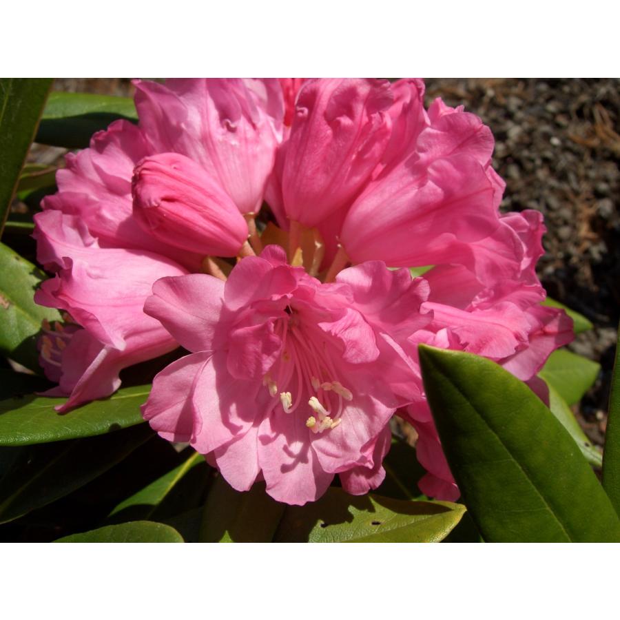 シャクナゲ　掛軸 八重咲 ホンシャクナゲ 本しゃくなげ 立山桜 約W80cm : アララギ園有限