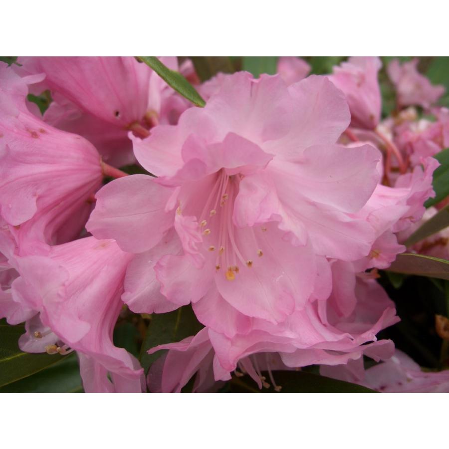 八重咲 ホンシャクナゲ 本しゃくなげ 立山桜 約W80cm : アララギ園有限