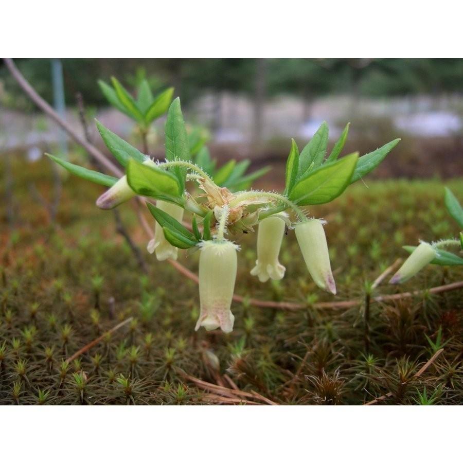 ウスギヨウラクツツジ 薄黄ツリガネツツジ 高さ約50cm