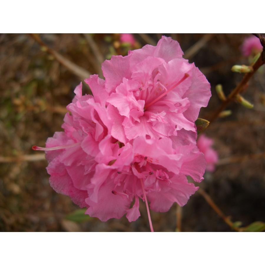 ウエストンピンクダイヤモンド Weston's Pink Diamond 八重咲きツツジ