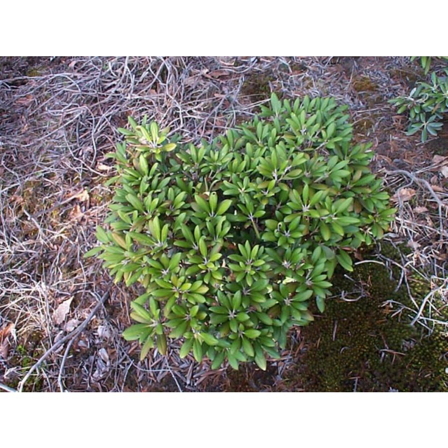 屋久島石楠花 ヤクシマシャクナゲ 約W60cm : アララギ園有限