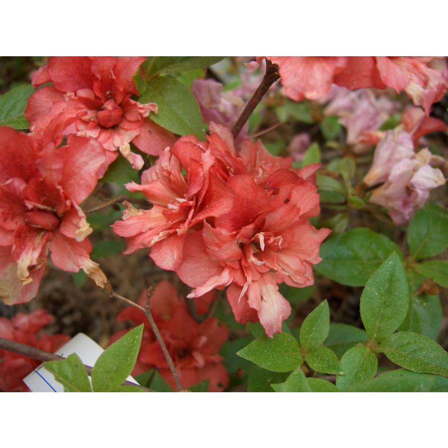 祝の盃形。。山採りヤマツツジ。 八重咲き山つつじ ヤマツツジ ミスズ 高さ約60cm : アララギ園