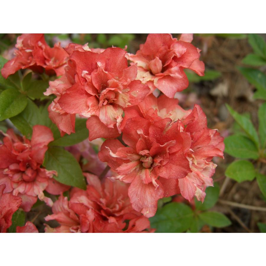 八重咲き山つつじ ヤマツツジ ミスズ 高さ約60cm : アララギ園