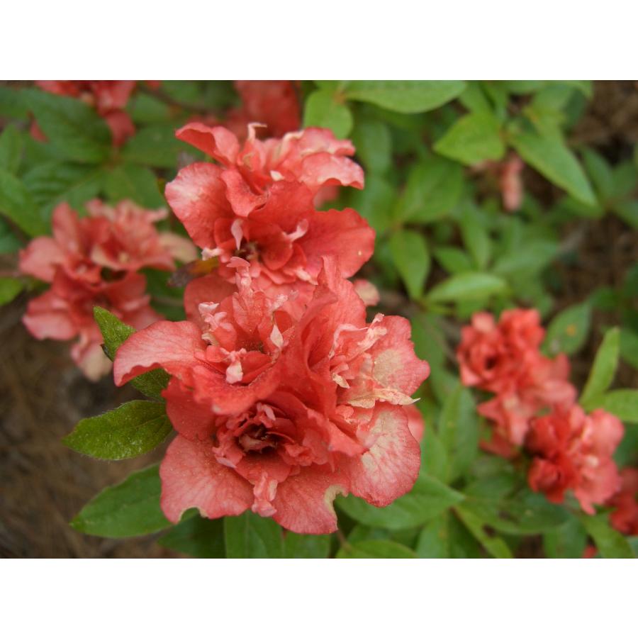 彩美一点。山採りヤマツツジ。 彩美一点。山採りヤマツツジ。