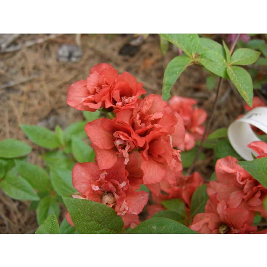 彩美一点。山採りヤマツツジ。 2025年最新】山採り ミツバツツジの人気アイテム - メルカリ