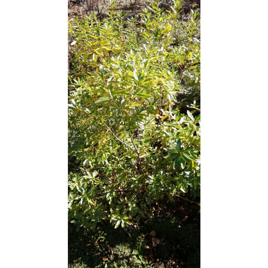 ヤマツツジ/白花【現品発送】管理70746 ヤマツツジ/白花【現品発送】管理70746