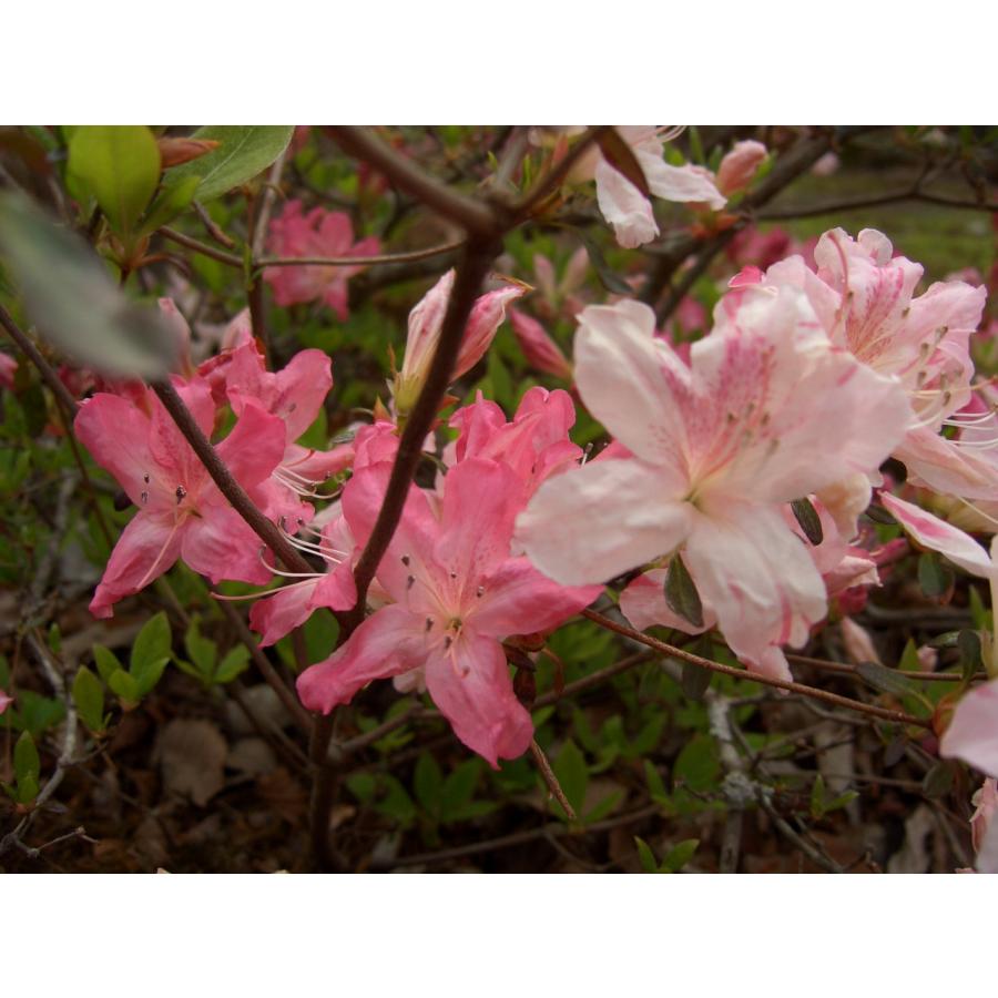 彩美一点。山採りヤマツツジ。 山採り ヤマツツジ花 2023 - YouTube