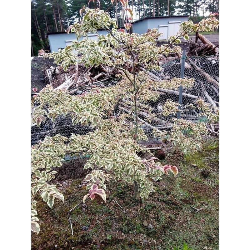 ※発送不可　　斑入り　赤花　ヤマボウシ　暁　　高さ約２ｍ