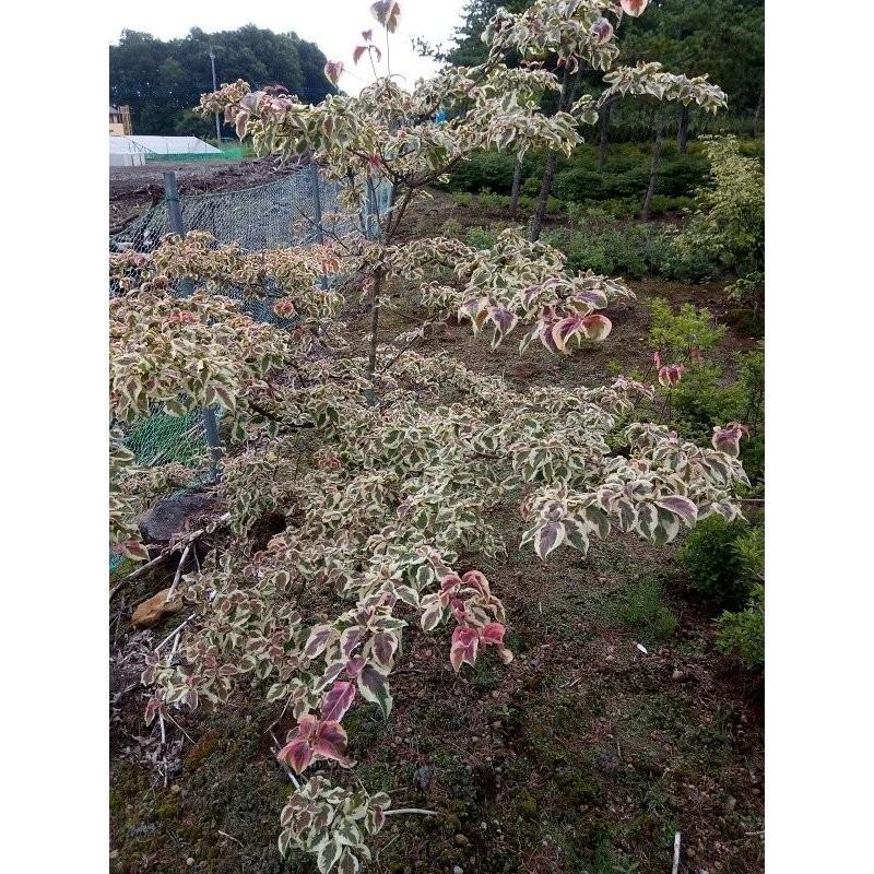 【通常品】 ※発送不可　　斑入り　赤花　ヤマボウシ　暁　　高さ約２ｍ 【IQY7437201824】(25972円)