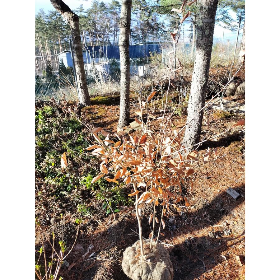 ヤマコウバシ H1.5m W0.8m 株立ち : アララギ園有限会社 - 通販