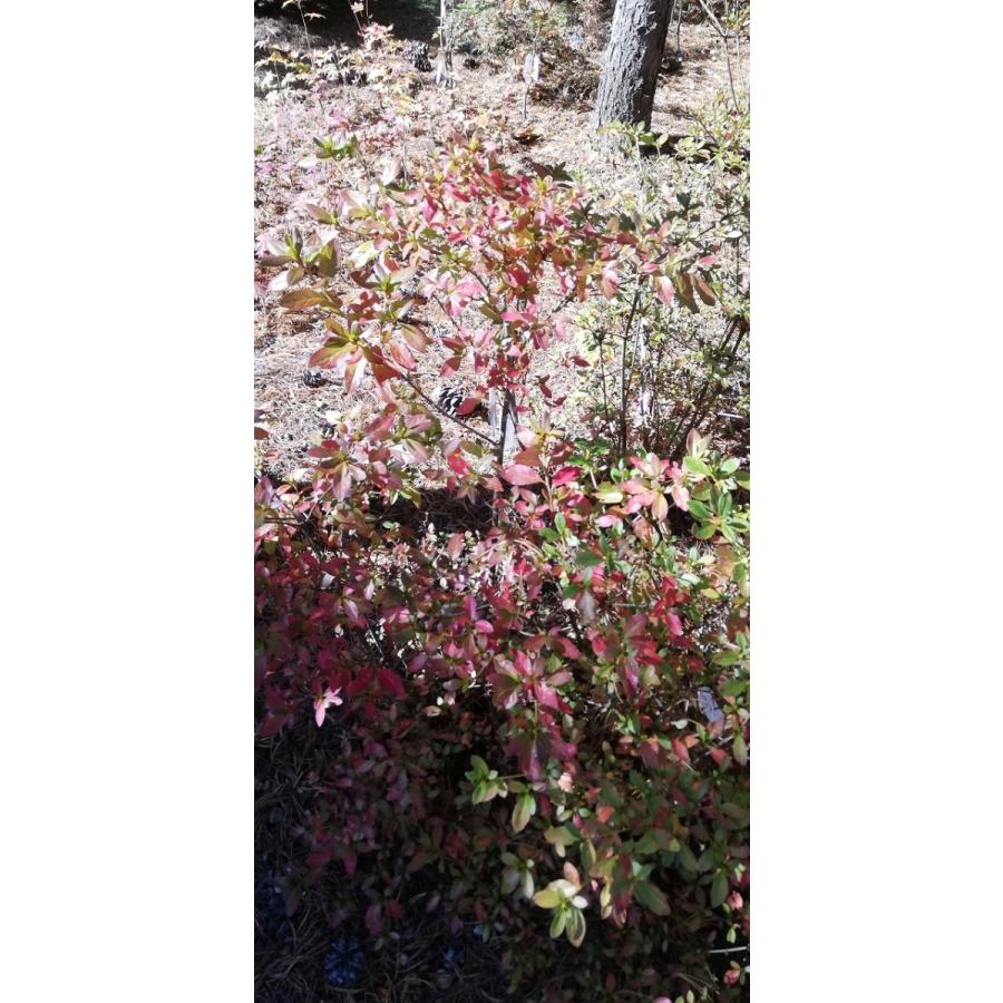 桃花ピンクヤマツツジ 高さ約80cm : アララギ園有限会社 - 通販