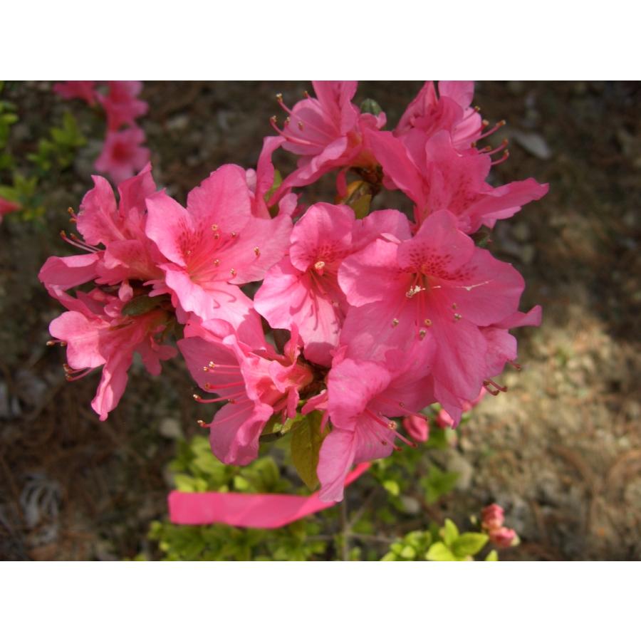 桃花ピンクヤマツツジ 高さ約80cm : アララギ園有限会社 - 通販