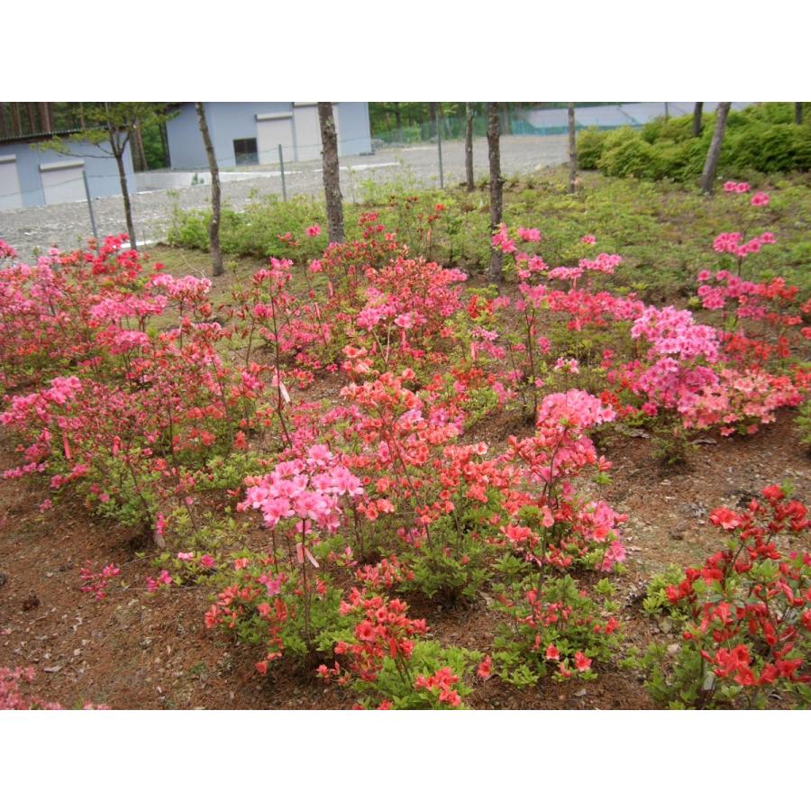 桃花ピンクヤマツツジ 高さ約80cm : アララギ園有限会社 - 通販