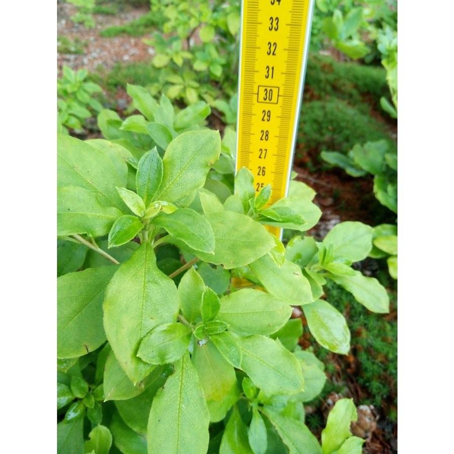 白花ヨウラクツツジ 約高さ30×幅30cm : アララギ園有限会社 - 通販