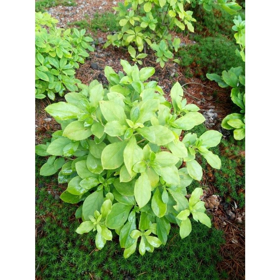 山野草　白花ヨウラクツツジ　大苗 白花ヨウラクツツジ 約高さ30×幅30cm : アララギ園有限会社 - 通販