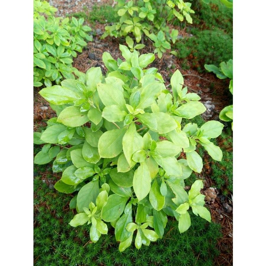 白花ヨウラクツツジ 約高さ30×幅30cm : アララギ園有限会社 - 通販