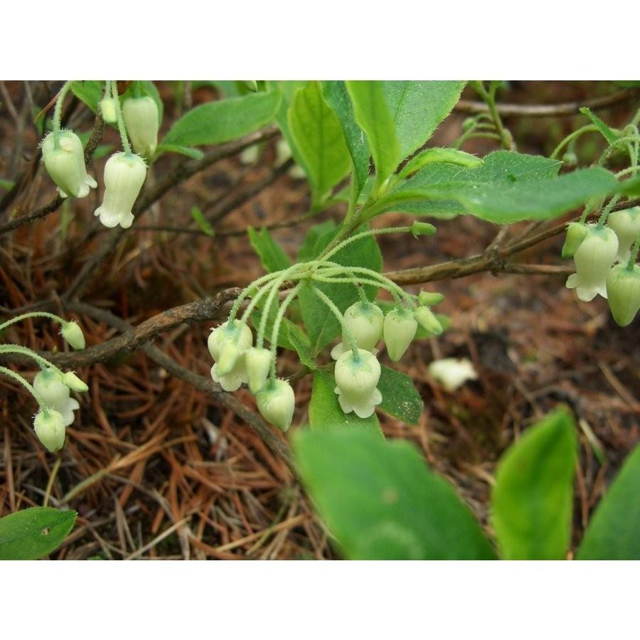 白花ヨウラクツツジ 約高さ30×幅30cm : アララギ園有限会社 - 通販
