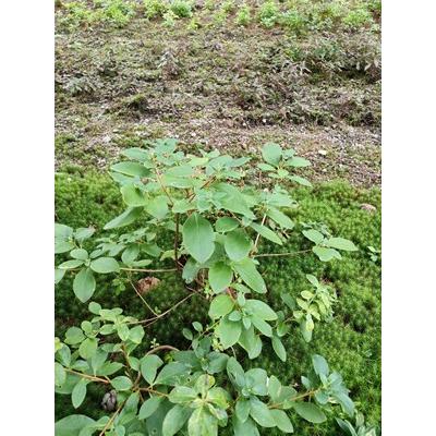 屋久島ヨウラクツツジ ヤクシマツリガネツツジ 高さ約30 : アララギ園