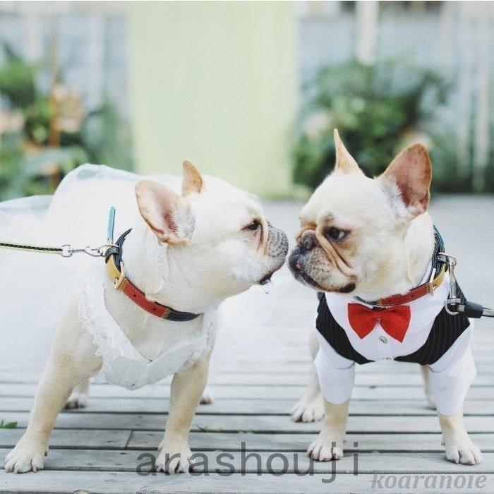 市場 訳アリ 猫服 服 パピー 蝶ネクタイ タキシード 小型犬 極小犬 フォーマル 犬 超小型犬 犬服 猫 トップス ペット シャツ スーツ 小型