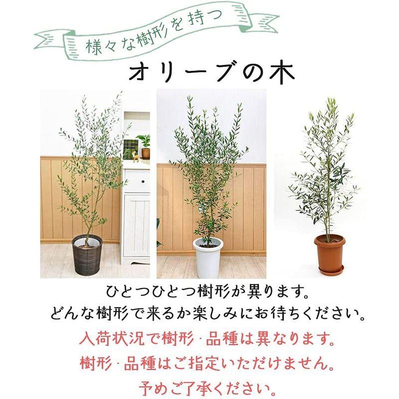 最安値挑戦 の平和のシンボル アロウラルラウンドショップの平和のシンボル オリーブの木 中型8号 鉢植え プラ鉢入り ならショッピング ランキングや口コミも豊富なネット通販 更にお得なpaypay残高も スマホアプリも充実で毎日どこからでも